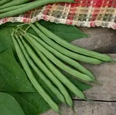 Blue Lake 274 Green Pod Bush Bean