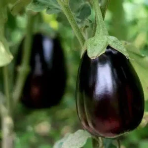Black Beauty