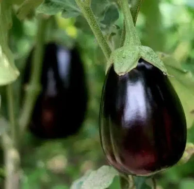 Black Beauty