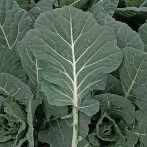 Cash Crop