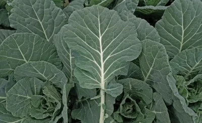 Cash Crop