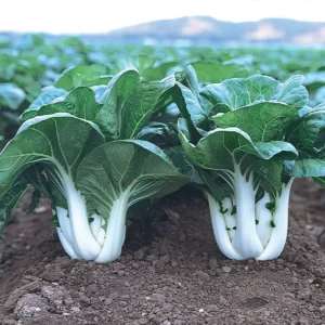 Joi Choi Pak Choi