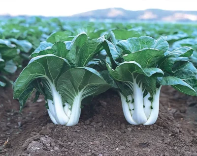 Joi Choi Pak Choi