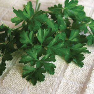 Dark Green Italian