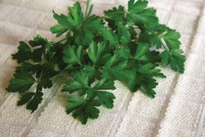 Dark Green Italian