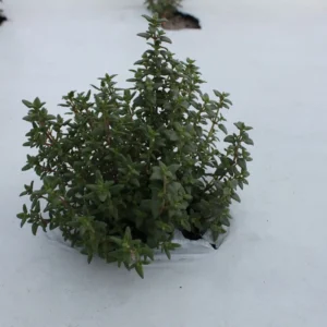 Thyme
