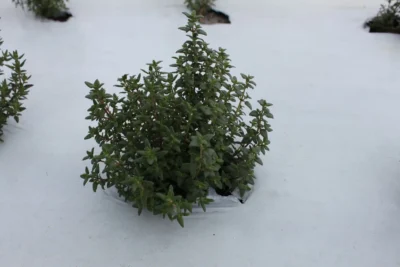 Thyme