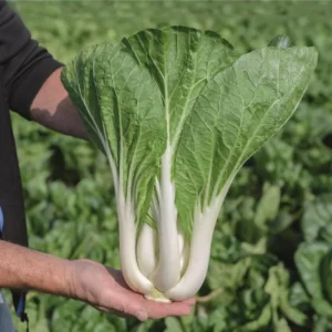 Compak Pak Choi