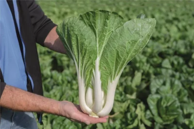 Compak Pak Choi