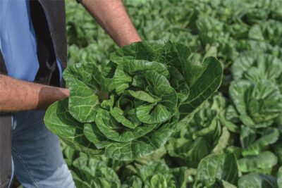 Compak Pak Choi - Image 2
