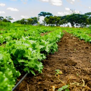 Farm Seeds