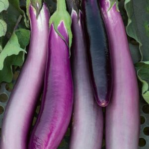 Purple Comet F1